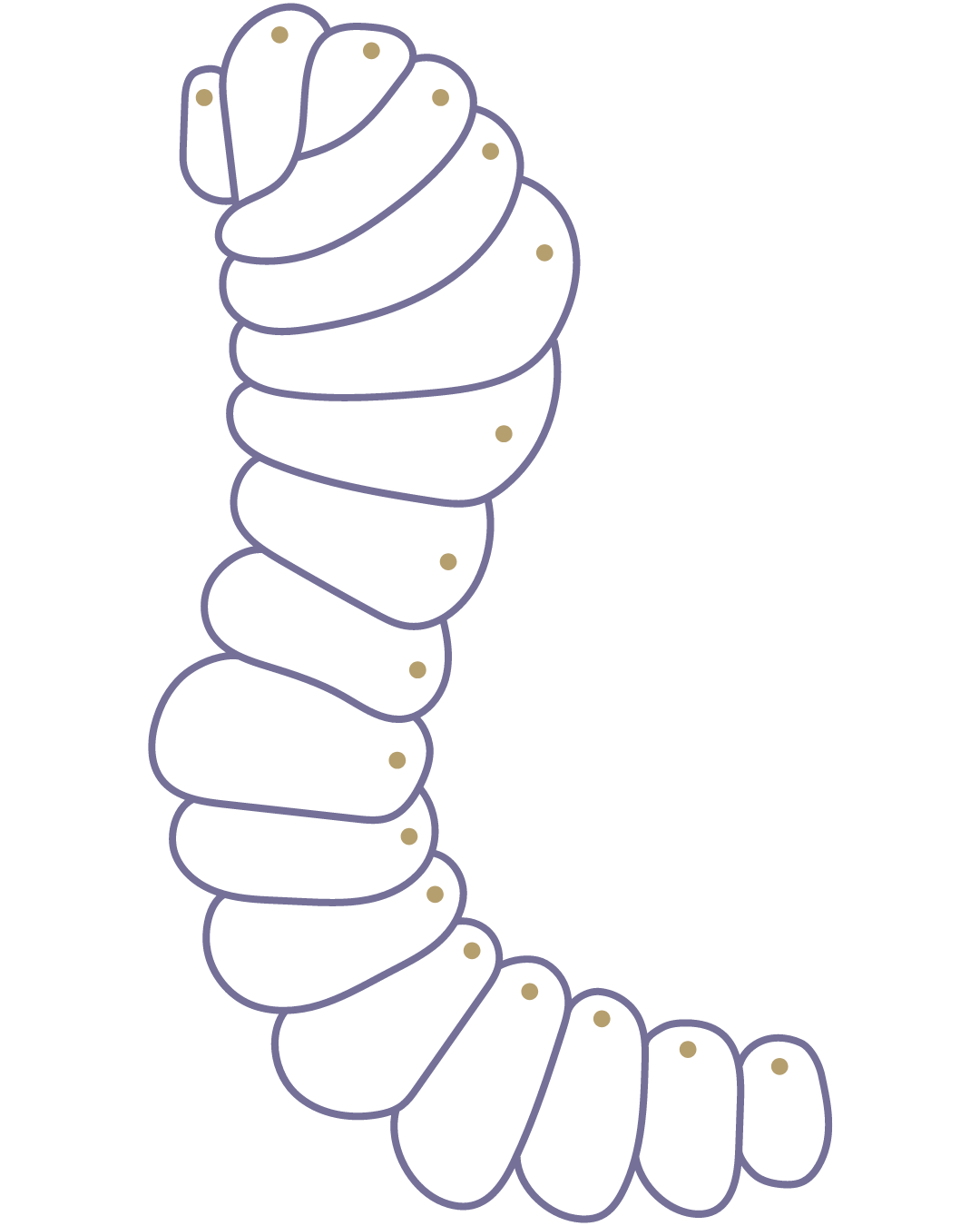 Etapa Oruga